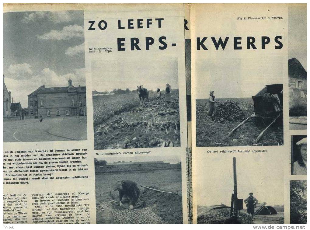 Erps-Kwerps : ZO LEEFT     -    Zondagsvriend 1953 :  Knipsel 3 Pagina´s ( 27 X 37 Cm ) - Kortenberg