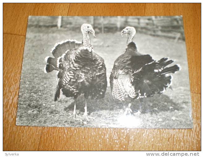 Turkey Postkarte Alte Postkarte Postcard Czechoslowakia - Tauri