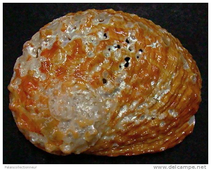 N°3632 //  HALIOTIS OVINA SP.  "Nelle-CALEDONIE" // FAIR : GEANT : 63,4mm //   RARE . - Muscheln & Schnecken