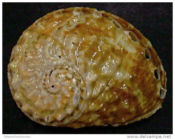 N°3633 //  HALIOTIS OVINA SP.  "Nelle-CALEDONIE" // F++ : GROS : 57mm //   ASSEZ RARE . - Seashells & Snail-shells