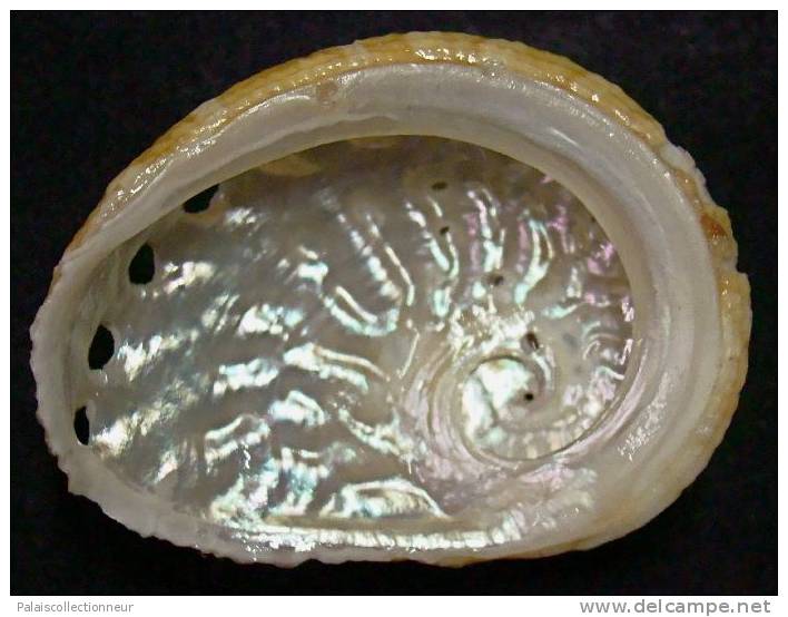 N°3633 //  HALIOTIS OVINA SP.  "Nelle-CALEDONIE" // F++ : GROS : 57mm //   ASSEZ RARE . - Seashells & Snail-shells