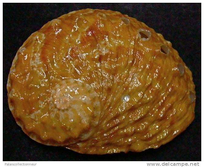 N°3634 //  HALIOTIS OVINA SP.  "Nelle-CALEDONIE" // F++/F+++ : GROS : 55,8mm //   ASSEZ RARE . - Conchas Y Caracoles