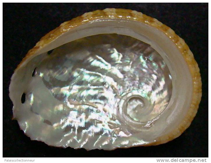 N°3637 //  HALIOTIS OVINA SP.  "Nelle-CALEDONIE" // F+++/GEM : 48,4mm //  PEU COURANT . - Muscheln & Schnecken