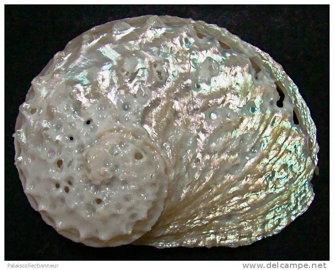 N°3641 //  HALIOTIS OVINA SP.  "Nelle-CALEDONIE" // FINE : GEANT : 65,4mm //  RARE . - Coquillages