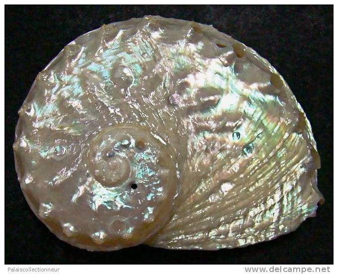 N°3642 //  HALIOTIS OVINA SP.  "Nelle-CALEDONIE" // F++ : GROS : 55,6mm //  ASSEZ RARE . - Seashells & Snail-shells
