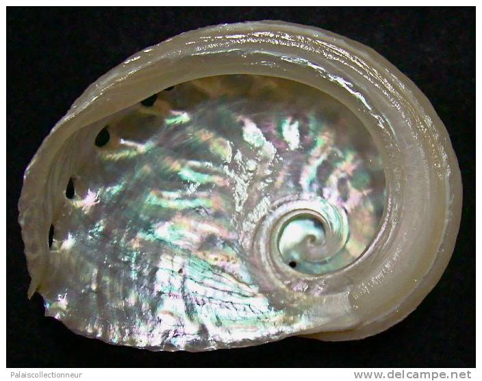 N°3642 //  HALIOTIS OVINA SP.  "Nelle-CALEDONIE" // F++ : GROS : 55,6mm //  ASSEZ RARE . - Muscheln & Schnecken