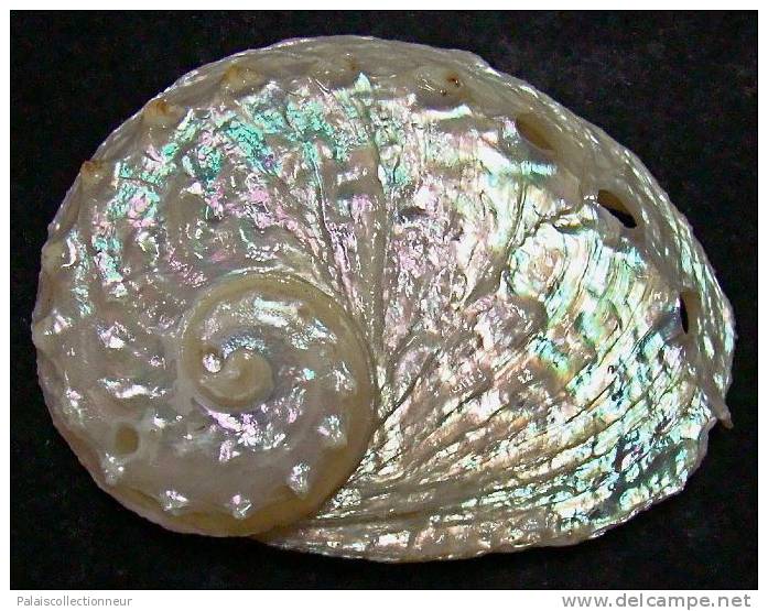 N°3643 //  HALIOTIS OVINA SP.  "Nelle-CALEDONIE" // F++ : GROS : 54mm //  ASSEZ RARE . - Seashells & Snail-shells