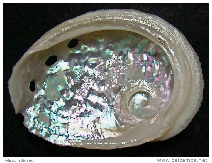 N°3643 //  HALIOTIS OVINA SP.  "Nelle-CALEDONIE" // F++ : GROS : 54mm //  ASSEZ RARE . - Seashells & Snail-shells