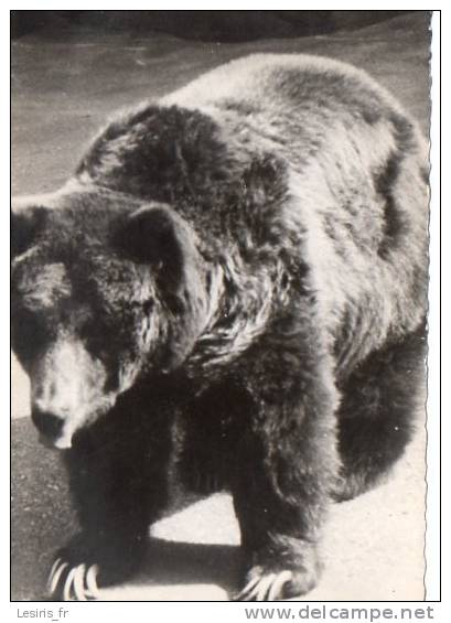CP - PHOTO - GRIZZLY - 66  - TRANSFUSINE - Bears