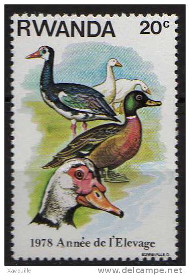 Canard - Oie - Jersey 2010 + Rwanda 1978 - Eenden