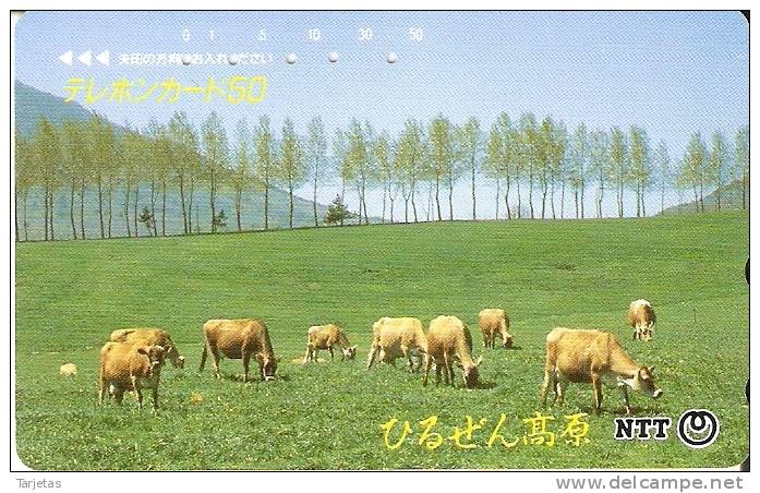 TARJETA DE JAPON DE UNAS VACAS (VACA-COW) - Vacas