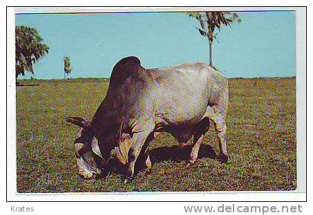 Postcard - Bull, Brahman Bull !!    (1679) - Stieren