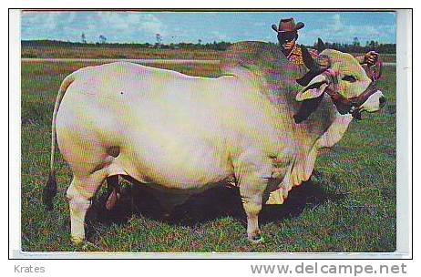 Postcard - Bull, Brahman Bull !!    (1680) - Tauri