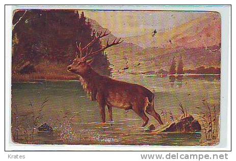 Postcard - Deer  (1681) - Tauri