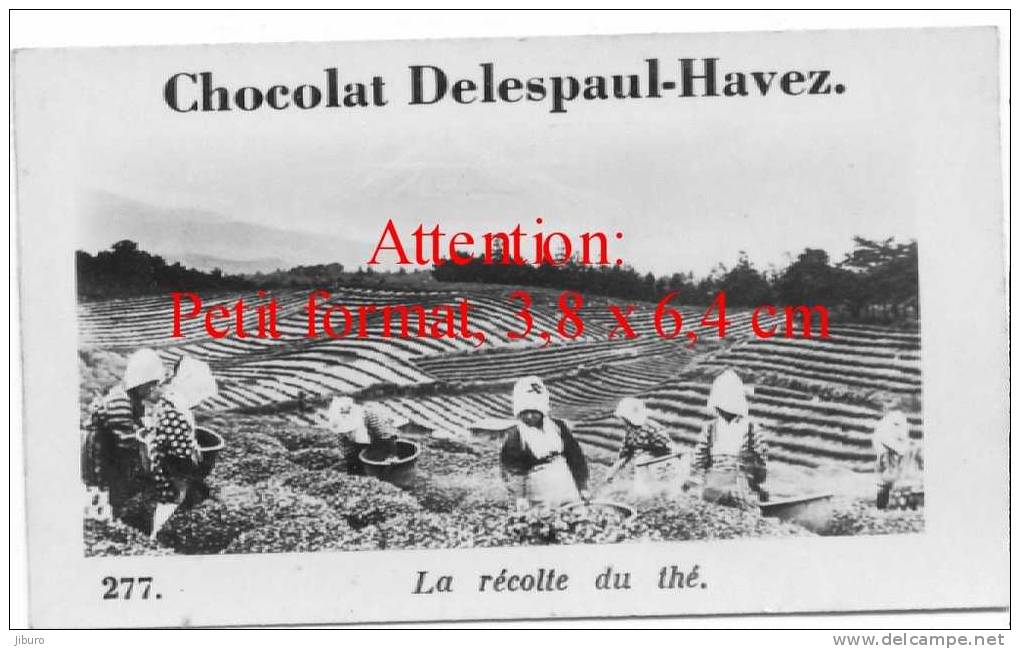 Chocolat Delespaul-Havez / La Récolte Du Thé / Harvesting Tea / Agriculture Cueillette / Ref IM  3/58 - Aiguebelle