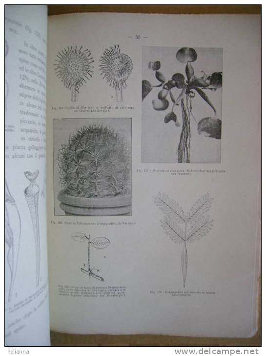 PM/16 BOTANICA G. Pollacci S.E. Perrella 1925 Illustrato - Gardening