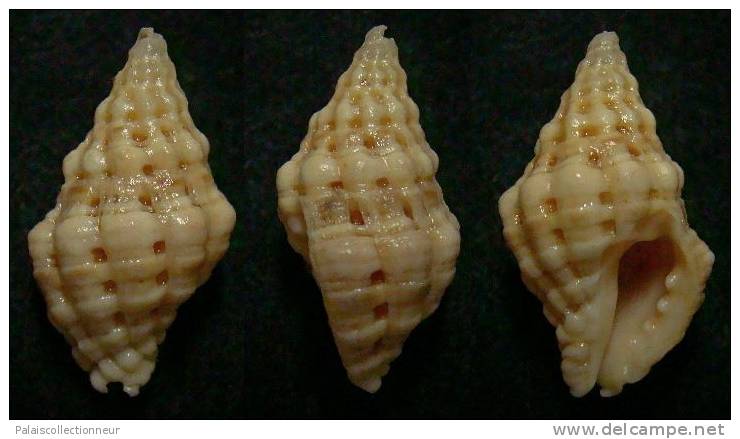 N°3663 // MURICODRUPA FENESTRATA  "Nelle-CALEDONIE" // F++ : 24,2mm //  RARE . - Seashells & Snail-shells