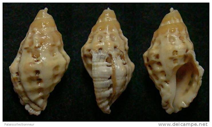 N°3664 // MURICODRUPA FENESTRATA  "Nelle-CALEDONIE" // F+ : 24,8mm //  RARE . - Conchas Y Caracoles