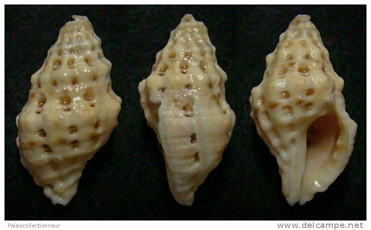 N°3665 // MURICODRUPA FENESTRATA  "Nelle-CALEDONIE" // F++ : GROS : 25,1mm //  RARE . - Seashells & Snail-shells