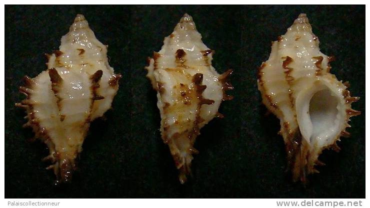 N°3676 // MURICOPSIS CUSPIDATUS  "Nelle-CALEDONIE" // F++ : 25,2mm //  TRES RARE . - Seashells & Snail-shells