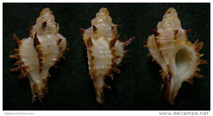 N°3677 // MURICOPSIS CUSPIDATUS  "Nelle-CALEDONIE" // F+/F++ : 25,4mm //  TRES RARE . - Seashells & Snail-shells