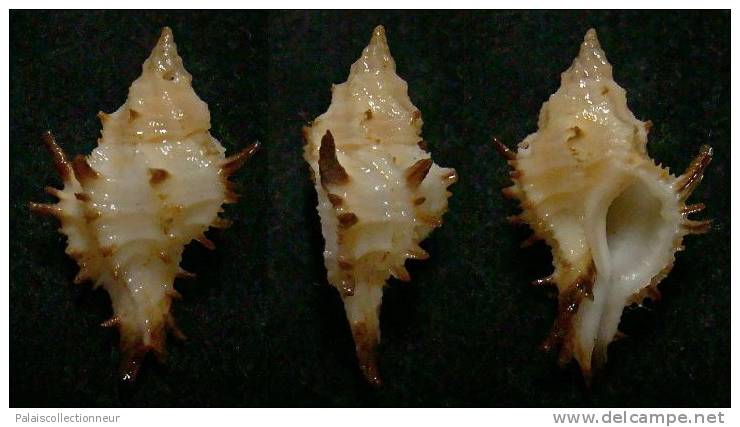 N°3678 // MURICOPSIS CUSPIDATUS  "Nelle-CALEDONIE" // F++ : GROS : 26mm //  TRES RARE . - Seashells & Snail-shells