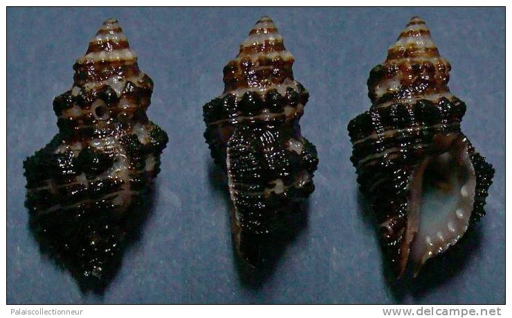 N°3680 // ERGALATAX MARGARITICOLA  "Nelle-CALEDONIE" // F++ : 26,2mm //  PEU COURANT . - Seashells & Snail-shells