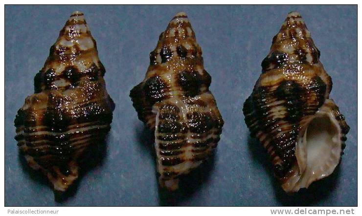 N°3681 // ERGALATAX MARGARITICOLA  "Nelle-CALEDONIE" // F++ : 27,4mm //  PEU COURANT . - Conchas Y Caracoles