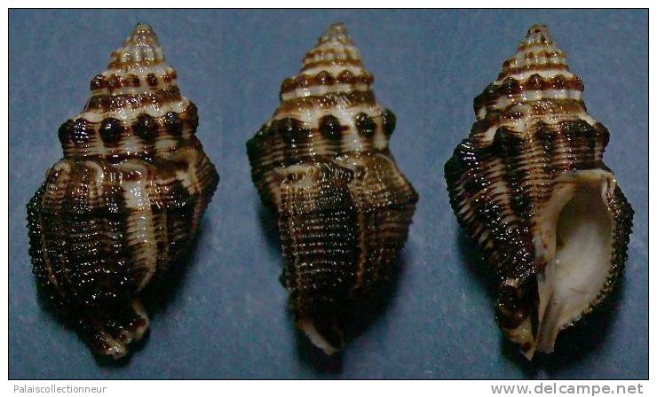 N°3683 // ERGALATAX MARGARITICOLA  "Nelle-CALEDONIE" // F++ : GROS : 31,3mm //  PEU COURANT . - Seashells & Snail-shells