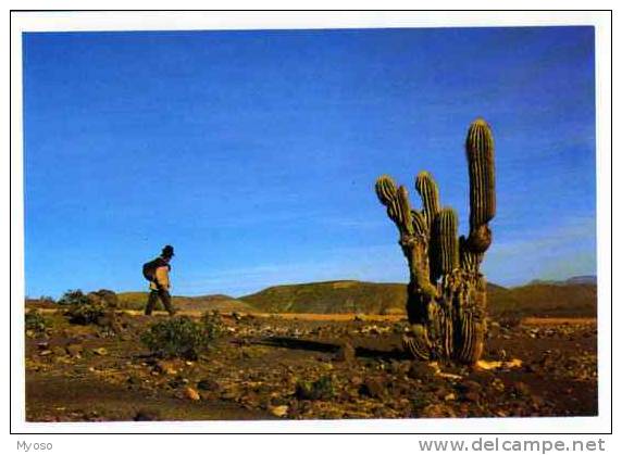 BOLIVIE La Cordillere Des Andes , Cactus, Photo Michel Huteau, Anako Editions - Bolivia