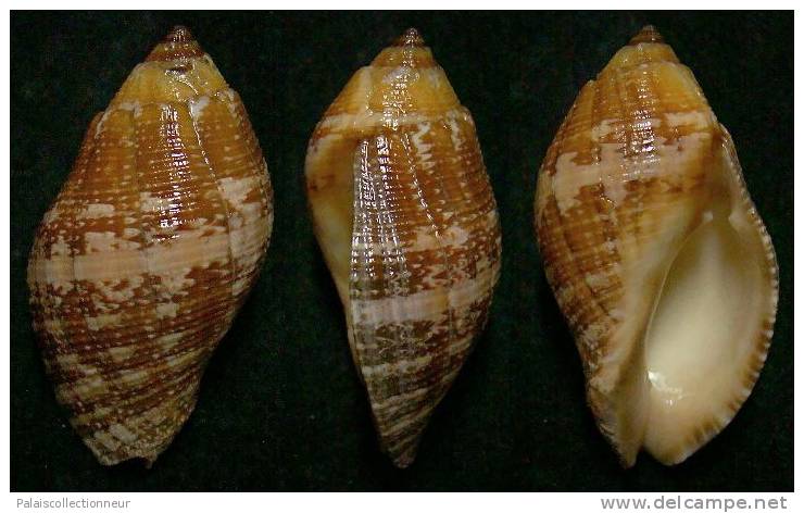 N°3693 // NASSA FRANCOLINA ?  "Nelle-CALEDONIE" // F+++ : 41,8mm //  ASSEZ RARE . - Seashells & Snail-shells