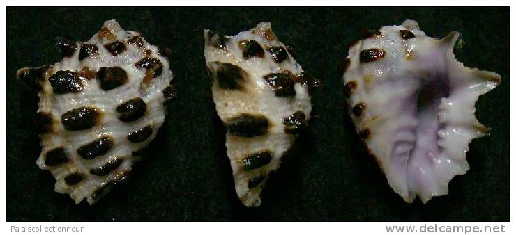 N°3704 // DRUPA MORUM  "Nelle-CALEDONIE" // F++ : 24,1mm //  PEU COURANT . - Seashells & Snail-shells