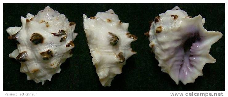 N°3710 // DRUPA MORUM OBESE   "Nelle-CALEDONIE" // F++ : GROS : 35,1mm //  ASSEZ RARE . - Seashells & Snail-shells