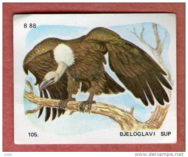 GRIFFON VULTURE ( Croatia Chocolate Card ) Vautour Fauve Buitre Leonado Gänsegeier Grifone Bird Of Pray Rapace Rapaces - Other & Unclassified