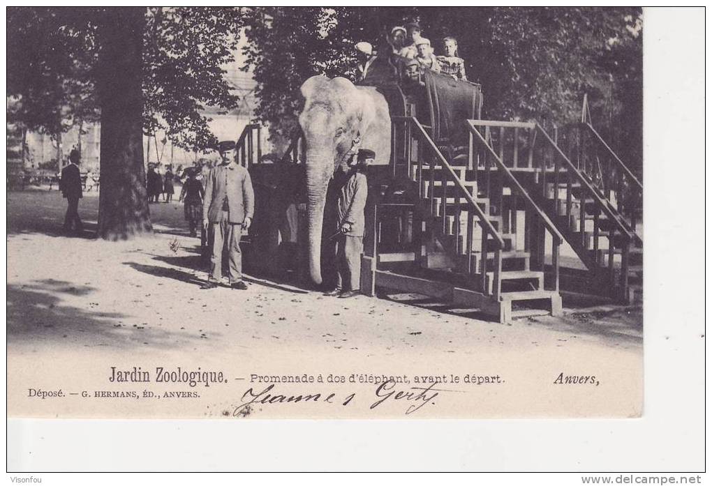 Cpa : Promenade à  Dos D´éléphant, Avant Le Départ  Anvers, Jardin Zoologique, Animée - Elephants