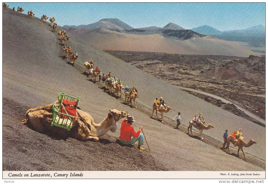 CANARIAS LANZAROTE  Camello Montana Del Fuego   Camels - Lanzarote