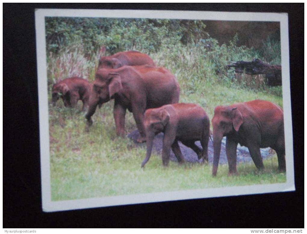 15880 POSTCARD: INDIA: Elephants - The Periyar Wildlife Sanctuary. - Indien