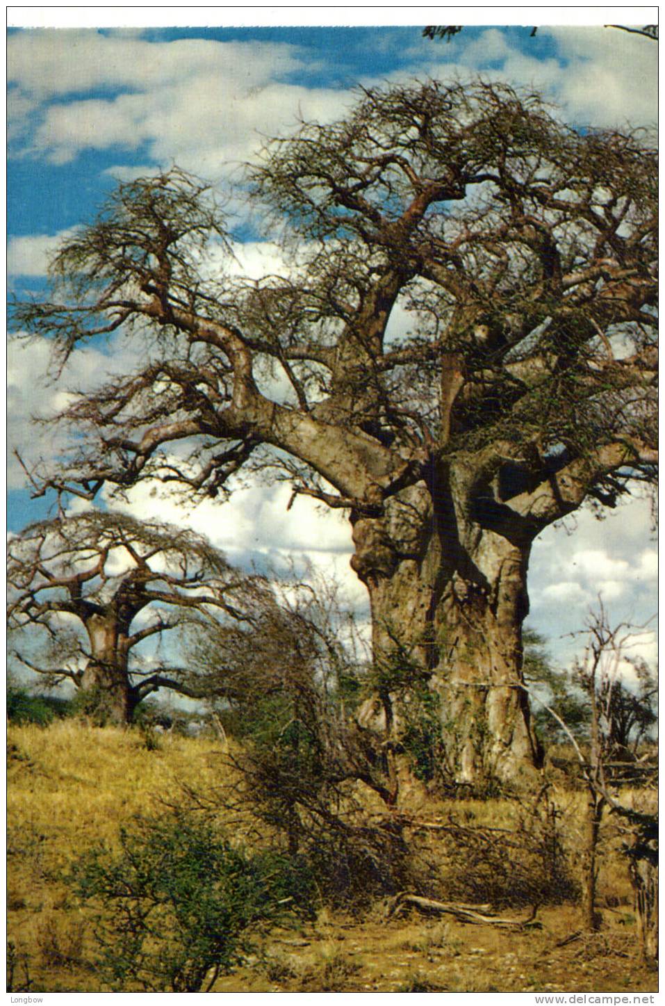 TANZANIA-BOABAB TREES-VG - Tanzania