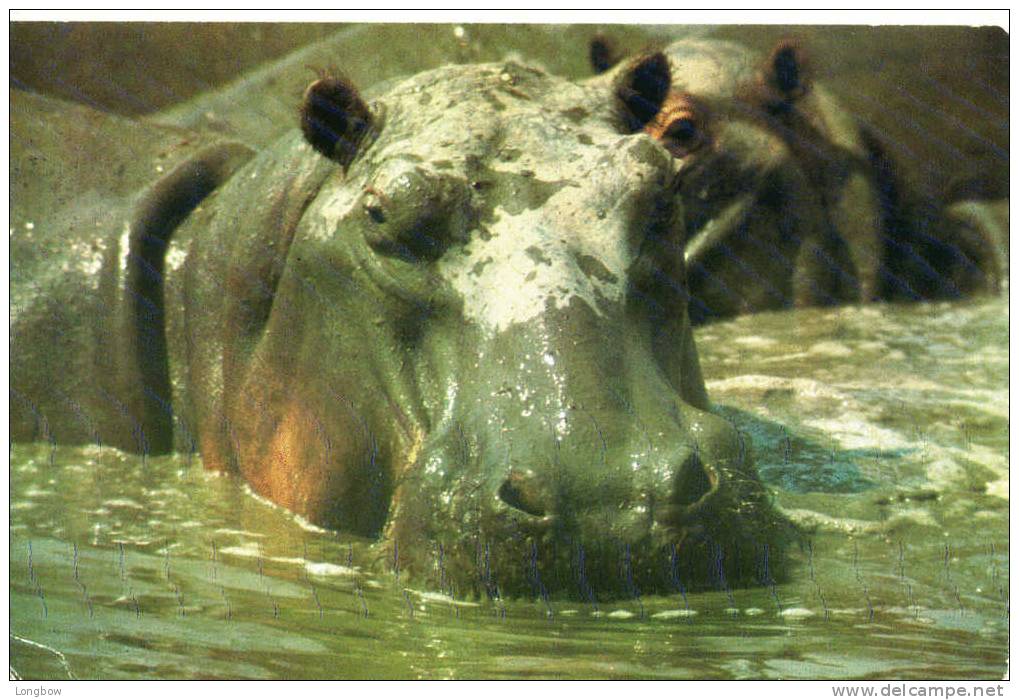 TANZANIA-HIPPOPOTAMUS-SERENGETI NATIONAL PARK TANZANIA-VG - Tansania