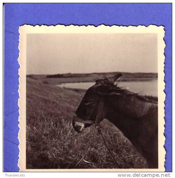 VINTAGE AMATEUR PHOTO SNAPSHOT  **  ANIMAL MULE DONKEY   ** ANE - Non Classés