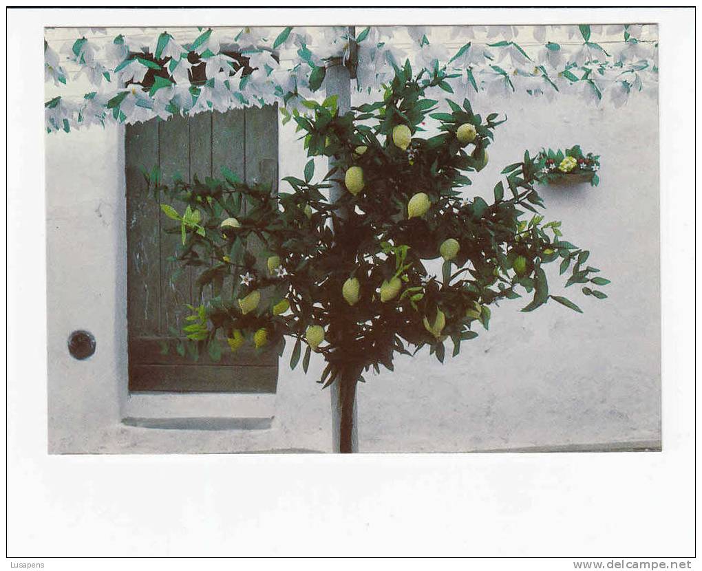 Portugal Cor 10586 – CAMPO MAIOR - FESTAS DO POVO - LIMOEIRO EM PAPEL - PAPER LEMON-TREE - Portalegre