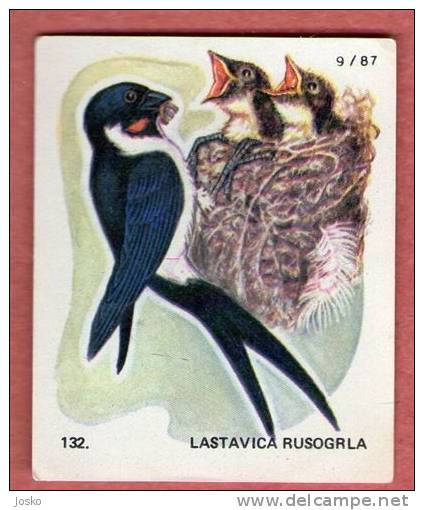 SWALLOW  ( Croatia Chocolate Card ) Hirondelle Golondrina Schwalbe Rondine Zwaluw Swallows Hirondelles Bird Oiseau Birds - Other & Unclassified