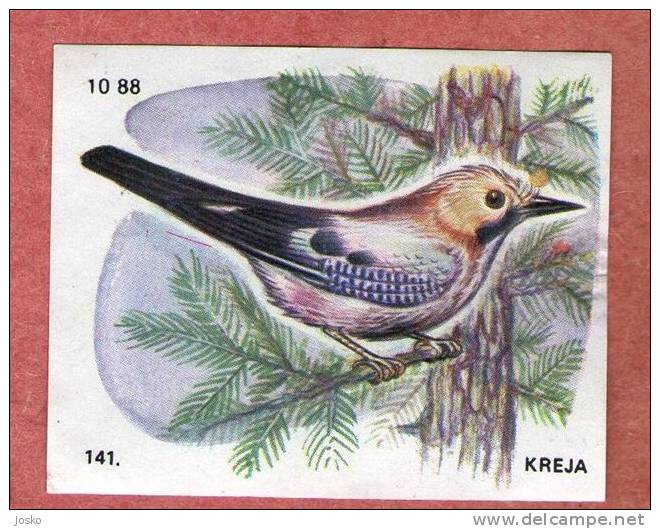 JAY ( Croatia Chocolate Card ) Eichelhäher Gaii Bird Oiseau Birds Ave Pajaro Uccello Vogel Oiseaux Fauna Faune - Other & Unclassified