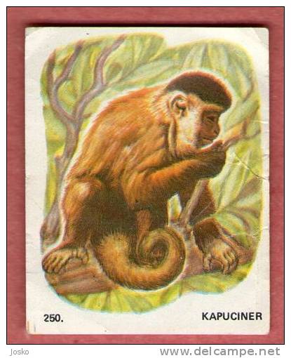 KAPUCINER ( Croatia Chocolate Card ) Monkey Singe Ape Mono Affe Scimmia Macaco Aap Monkeys Singes Apes - Other & Unclassified