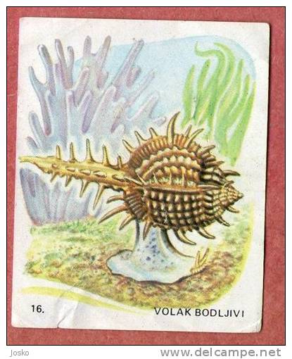 MUREX BRANDARIS ( Croatia Chocolate Card ) Purple Dye Murex Spiny Dye-murex Sea Snail Shell Seashell Coquille Escargot - Other & Unclassified