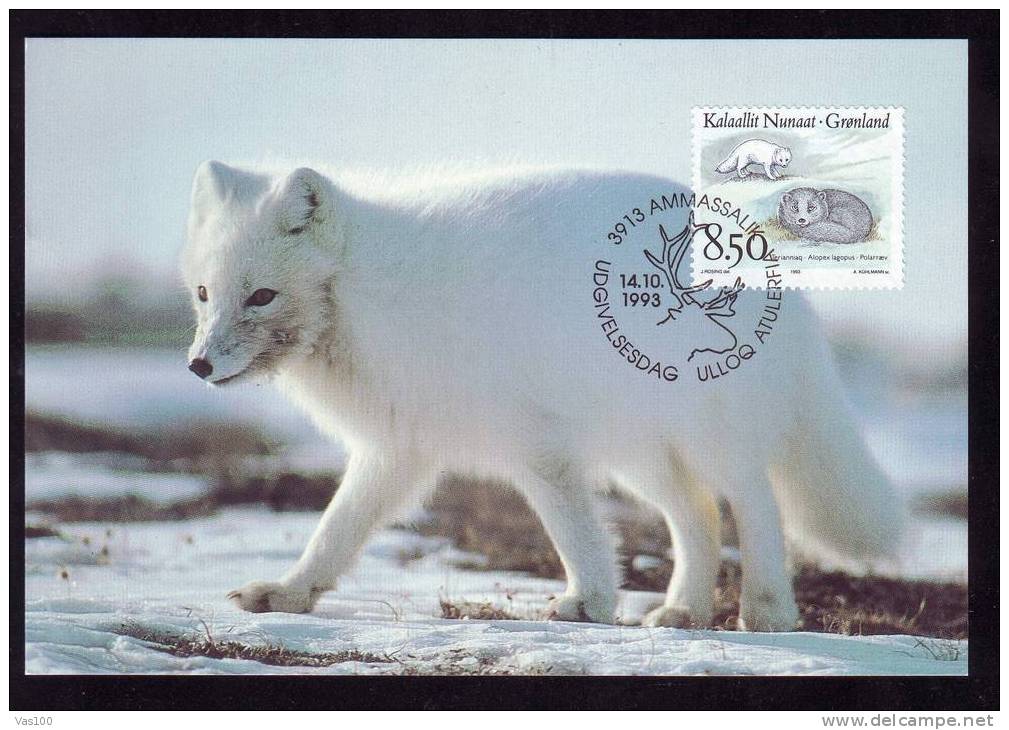 POLAR  ANIMAL,FOX , MAXICARD 1993 GROENLAND - Arctic Wildlife