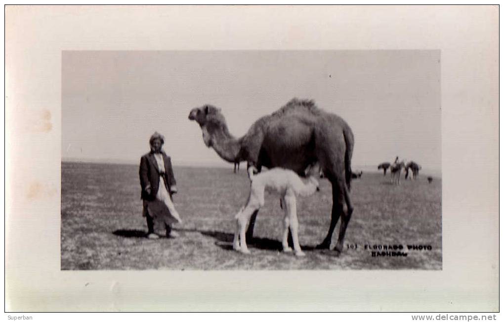 BAGHDAD : DROMADAIRE ALLAITANT Son PETIT En PLEIN DÉSERT - CARTE ´VRAIE PHOTO´ ANCIENNE : ANNÉE: ENV. 1930 (g-694) - Iraq