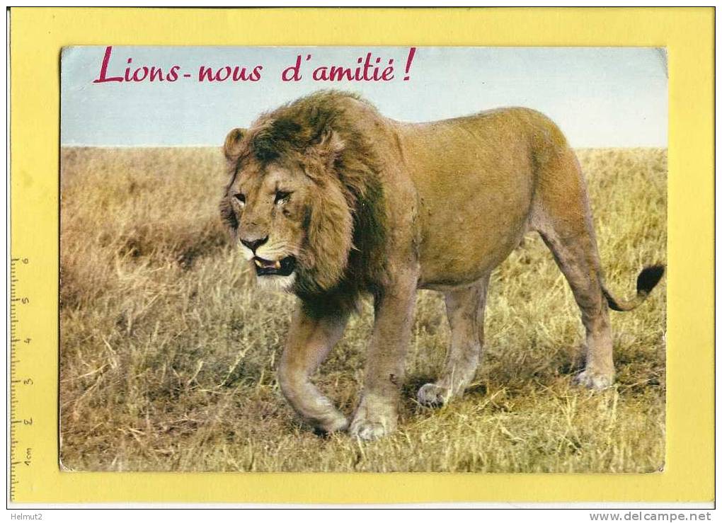 CPM MT14  LION Dans La Savane Avec Annotation LIONS-NOUS D´AMITIE ! - Carte Circ.1968 BOURGES Cher (voir Descrip) - Lions