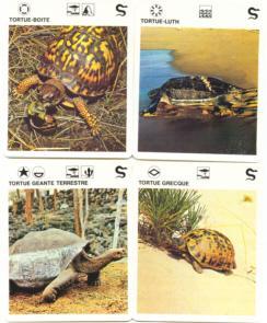 Lot 4 Fiches Sur Les Tortue Turtle - Tartarughe