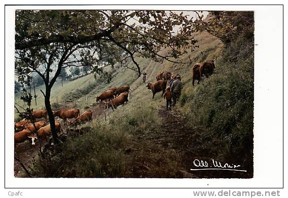 Carte Environ 1970 Signée Albert Monier - PRESTIGE DE LA TERRE SUR LES PENTES (vaches) - Monier